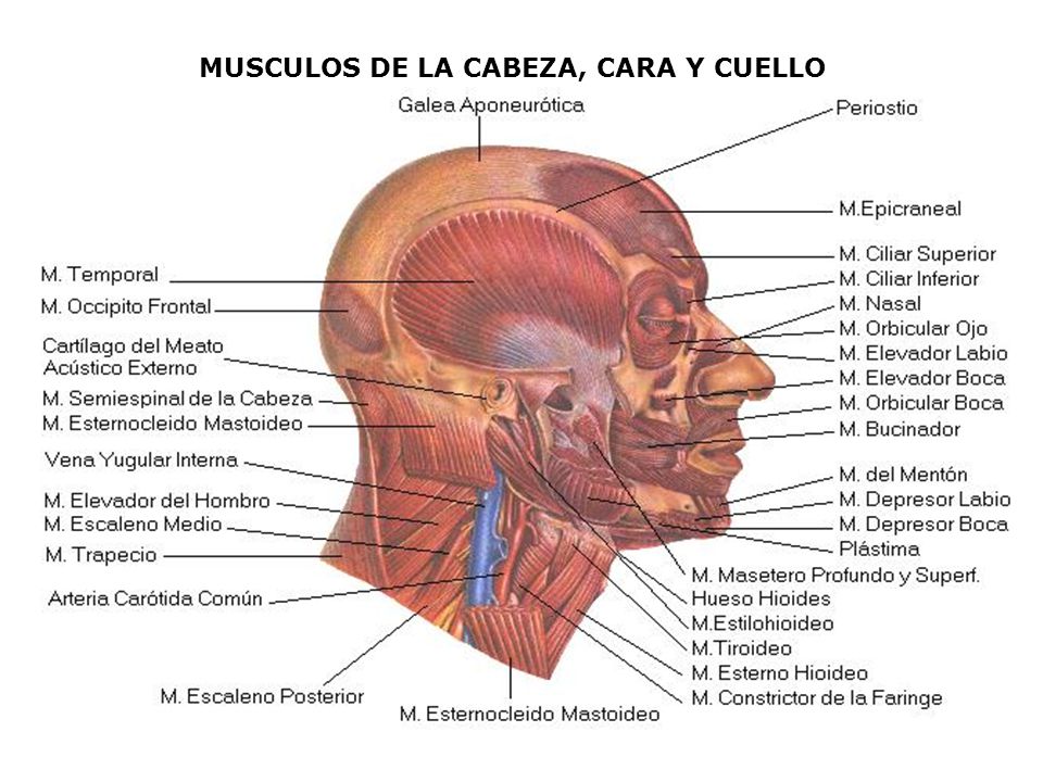 Lfk a la osteocondrosis del departamento sheynogo-de pecho de la columna vertebral del vídeo